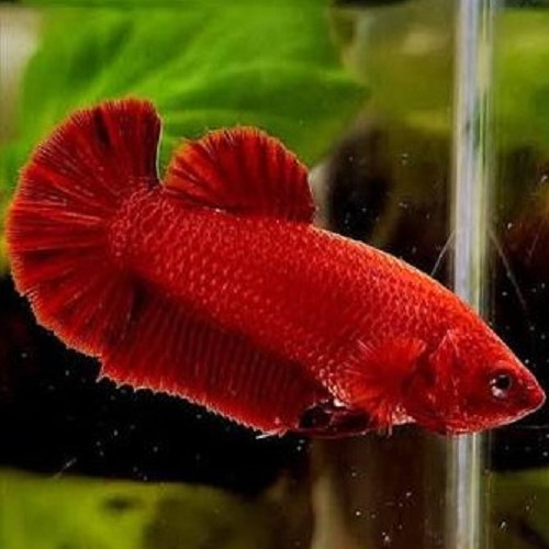 Siamese fighting fish blue panda female